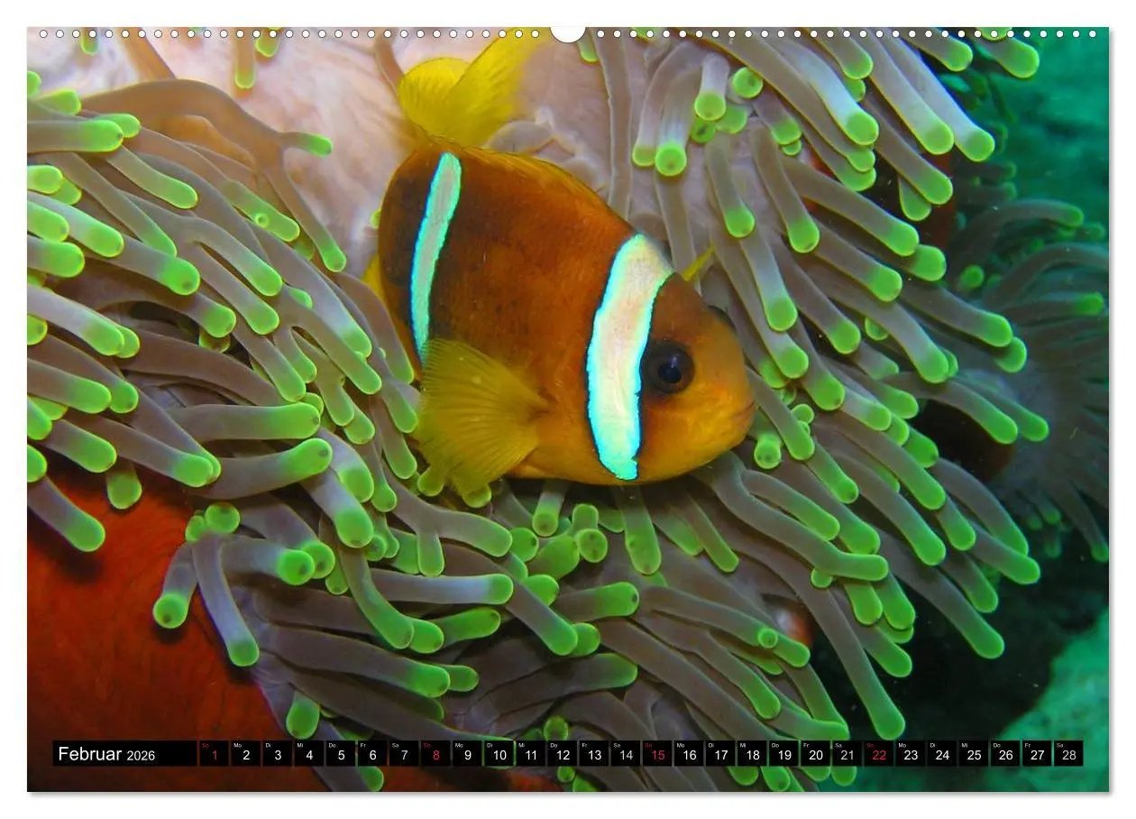 Bild: 9783516109351 | Fische und Meerestiere (hochwertiger Premium Wandkalender 2026 DIN...