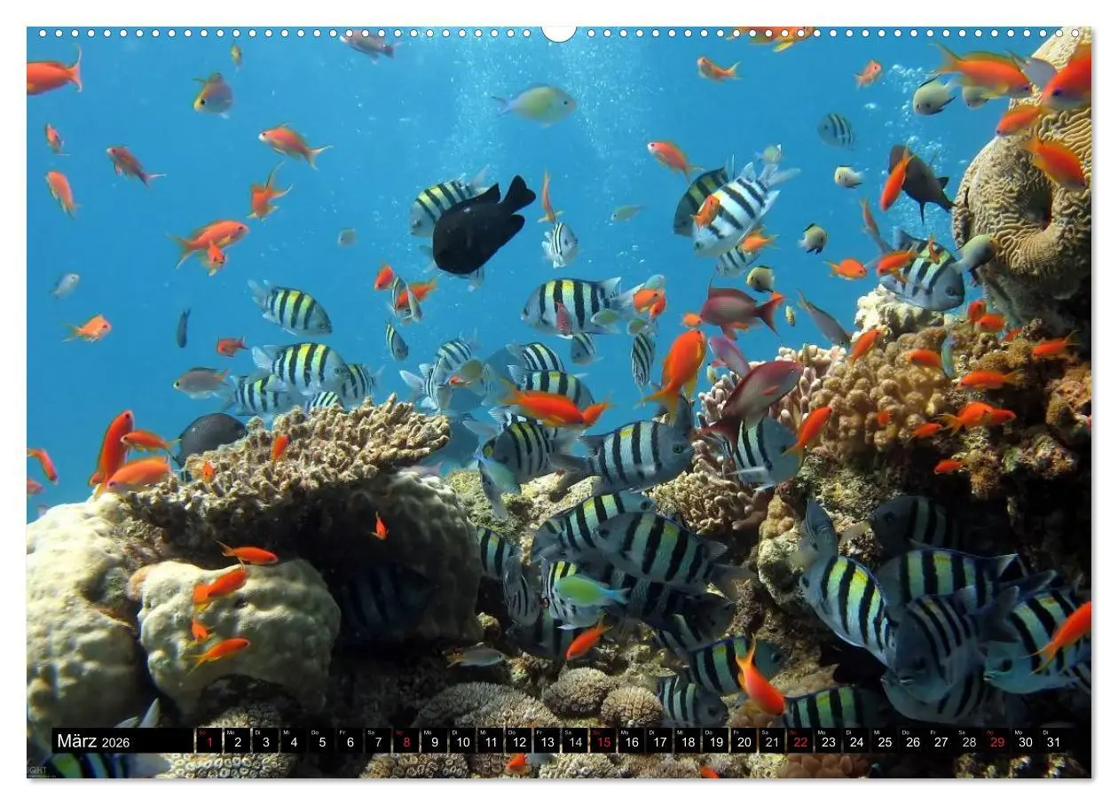 Bild: 9783516109351 | Fische und Meerestiere (hochwertiger Premium Wandkalender 2026 DIN...