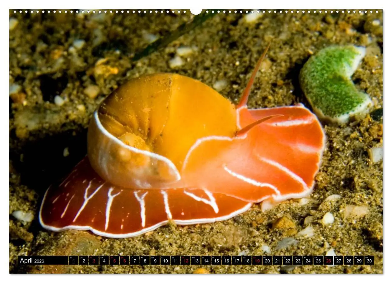Bild: 9783516109351 | Fische und Meerestiere (hochwertiger Premium Wandkalender 2026 DIN...