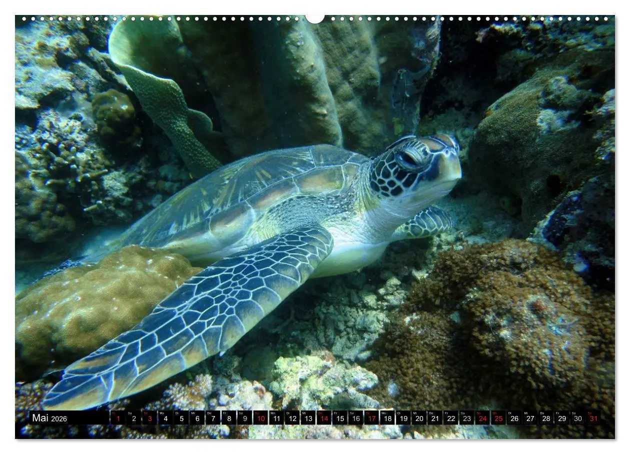 Bild: 9783516109351 | Fische und Meerestiere (hochwertiger Premium Wandkalender 2026 DIN...