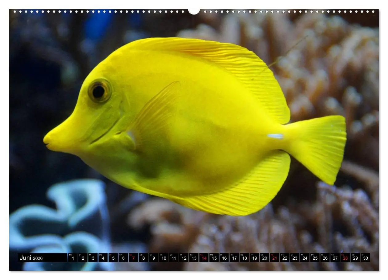 Bild: 9783516109351 | Fische und Meerestiere (hochwertiger Premium Wandkalender 2026 DIN...