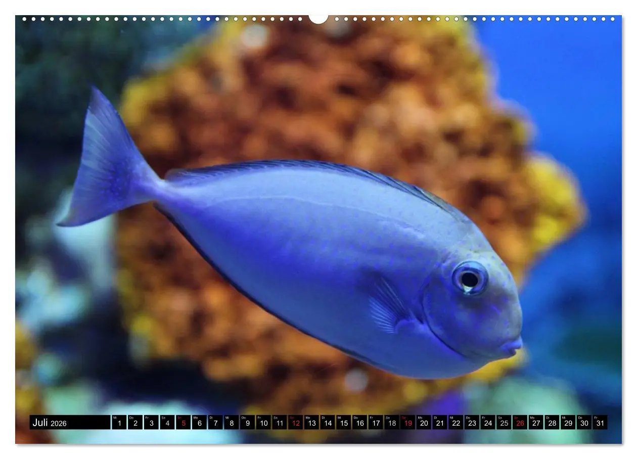 Bild: 9783516109351 | Fische und Meerestiere (hochwertiger Premium Wandkalender 2026 DIN...