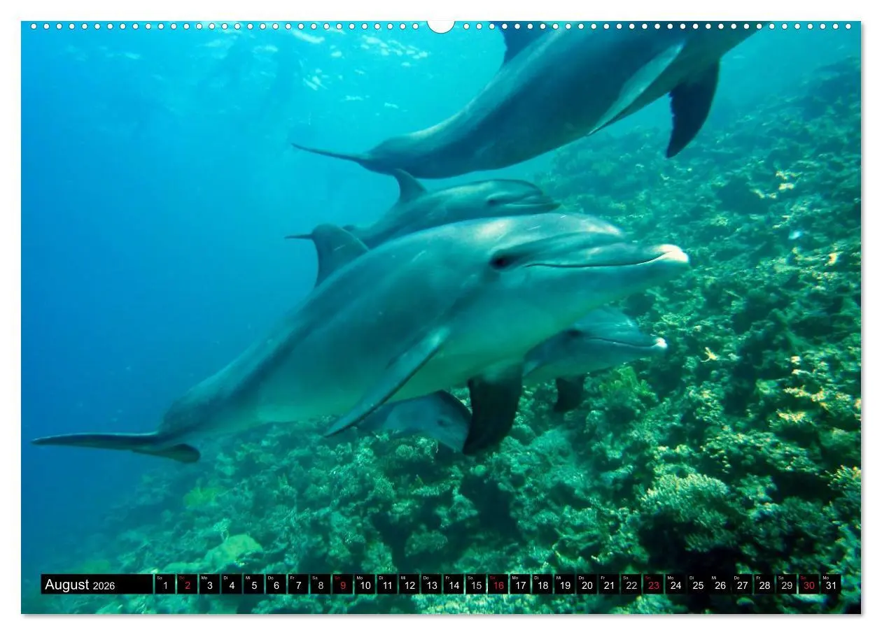 Bild: 9783516109351 | Fische und Meerestiere (hochwertiger Premium Wandkalender 2026 DIN...