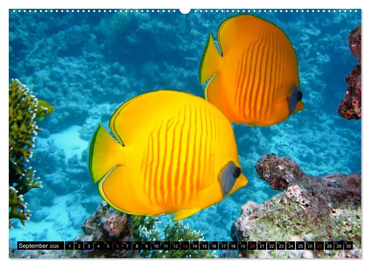 Bild: 9783516109351 | Fische und Meerestiere (hochwertiger Premium Wandkalender 2026 DIN...