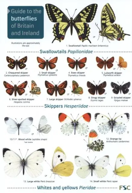 Cover: 9781908819451 | Guide to the butterflies of Britain and Ireland | John Bebbington
