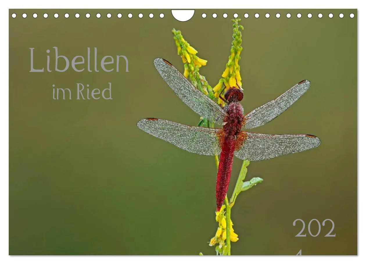 Cover: 9783516009651 | Libellen im Ried (Wandkalender 2026 DIN A4 quer), CALVENDO...