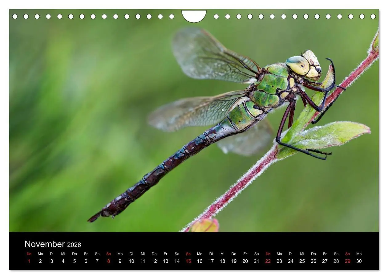 Bild: 9783516009651 | Libellen im Ried (Wandkalender 2026 DIN A4 quer), CALVENDO...