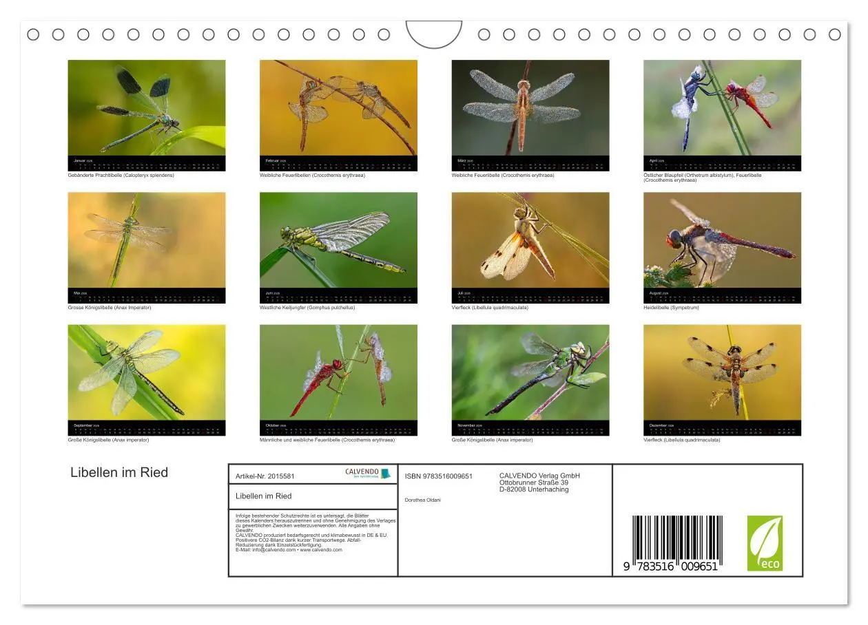 Bild: 9783516009651 | Libellen im Ried (Wandkalender 2026 DIN A4 quer), CALVENDO...