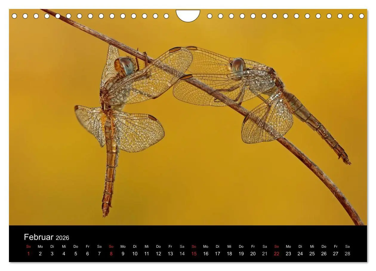Bild: 9783516009651 | Libellen im Ried (Wandkalender 2026 DIN A4 quer), CALVENDO...