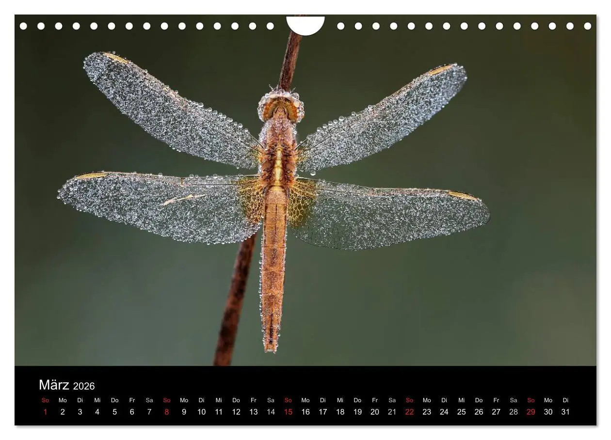 Bild: 9783516009651 | Libellen im Ried (Wandkalender 2026 DIN A4 quer), CALVENDO...
