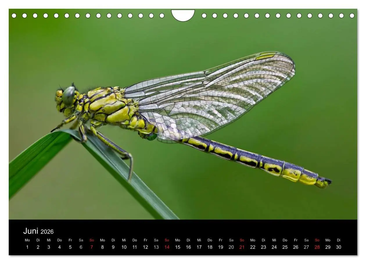 Bild: 9783516009651 | Libellen im Ried (Wandkalender 2026 DIN A4 quer), CALVENDO...