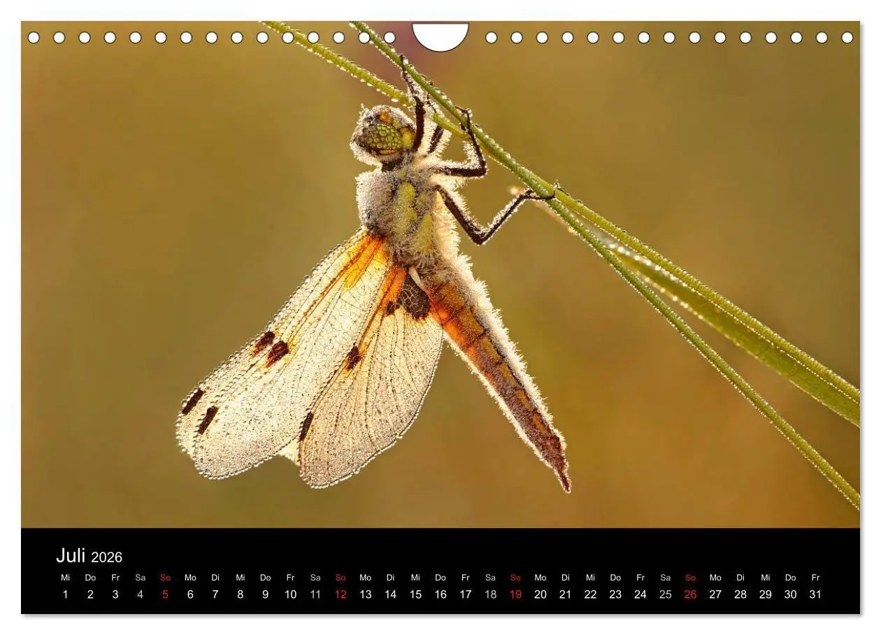 Bild: 9783516009651 | Libellen im Ried (Wandkalender 2026 DIN A4 quer), CALVENDO...