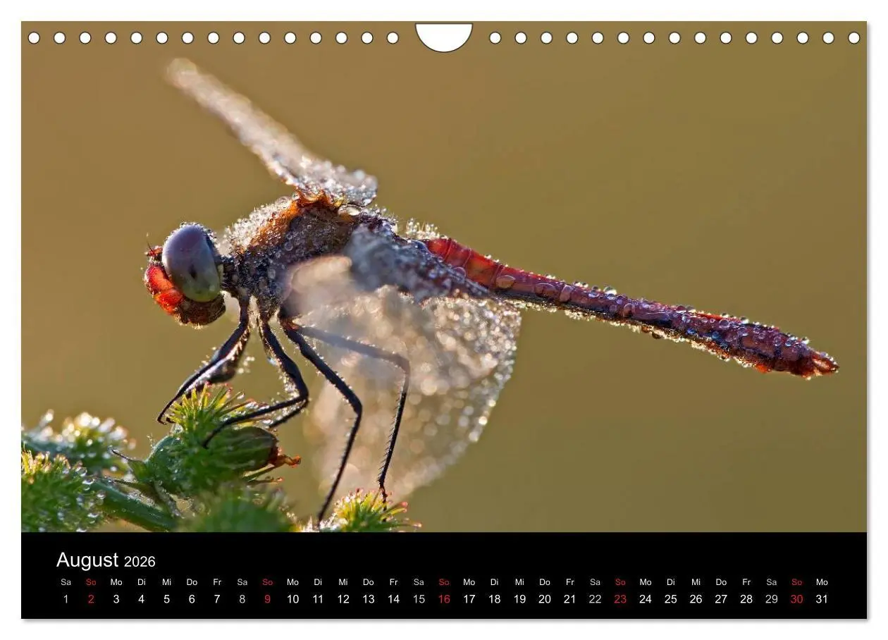 Bild: 9783516009651 | Libellen im Ried (Wandkalender 2026 DIN A4 quer), CALVENDO...