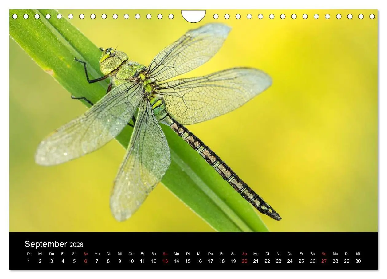 Bild: 9783516009651 | Libellen im Ried (Wandkalender 2026 DIN A4 quer), CALVENDO...