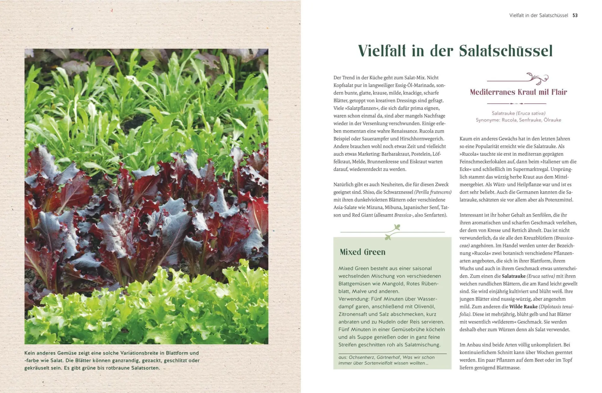 Bild: 9783833899751 | Alte Gemüsepflanzen wiederentdeckt | Bärbel Steinberger | Buch | 2026