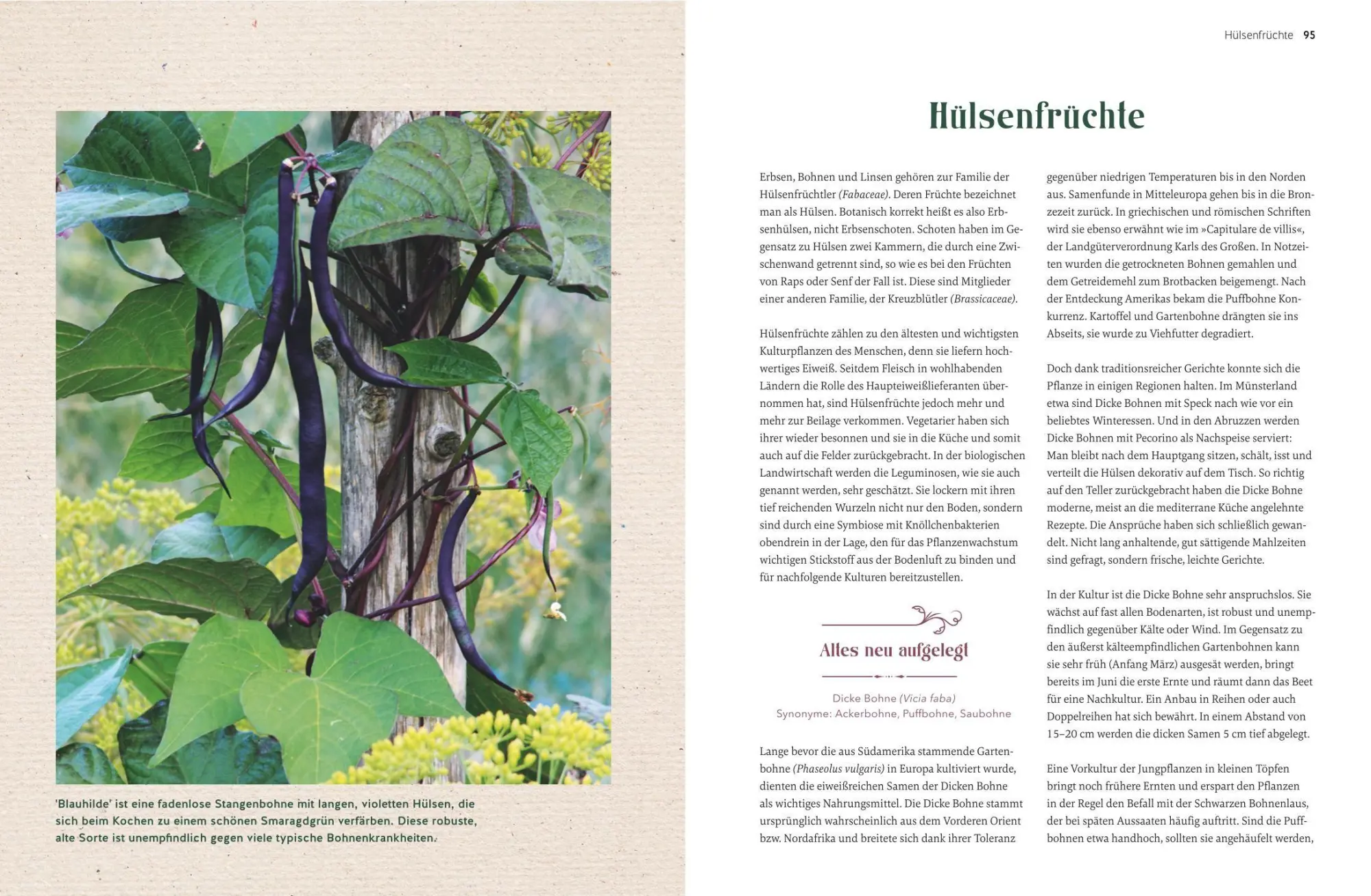 Bild: 9783833899751 | Alte Gemüsepflanzen wiederentdeckt | Bärbel Steinberger | Buch | 2026