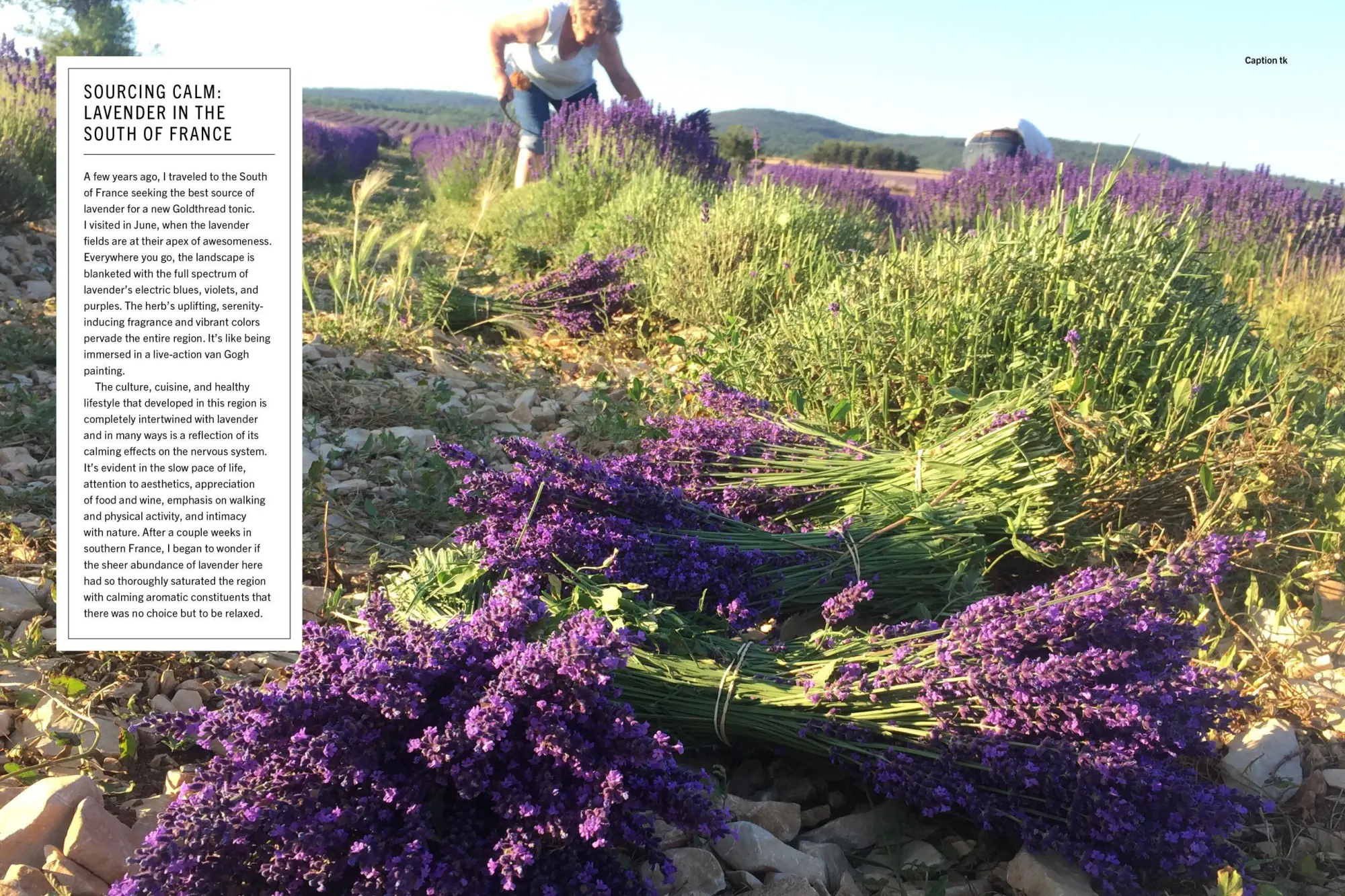 Bild: 9781579659851 | The Plant Medicine Protocol | William Siff | Buch | Gebunden | 2023