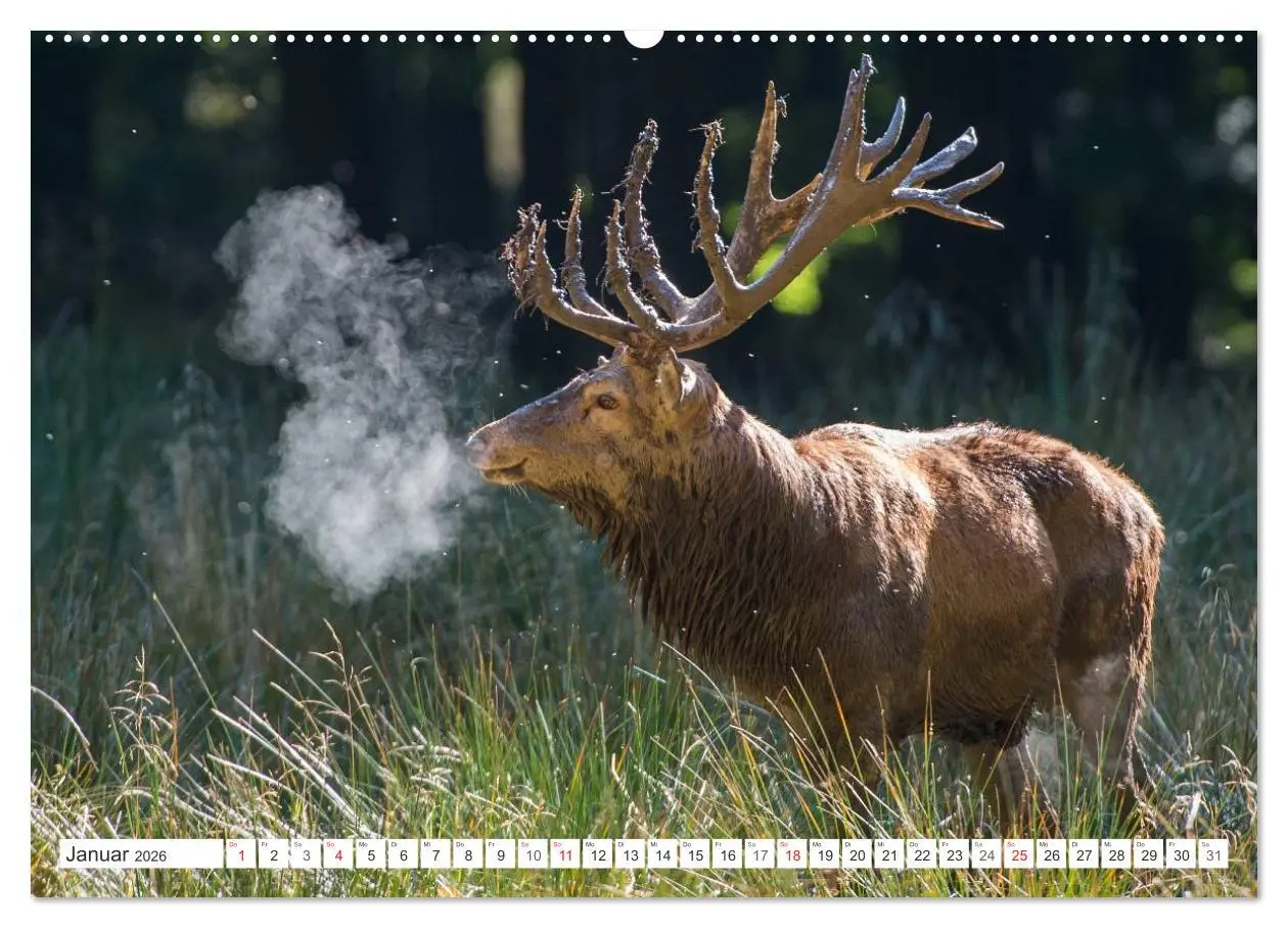 Bild: 9783516229851 | Emotionale Momente: Hirschbrunft (Wandkalender 2026 DIN A2 quer),...