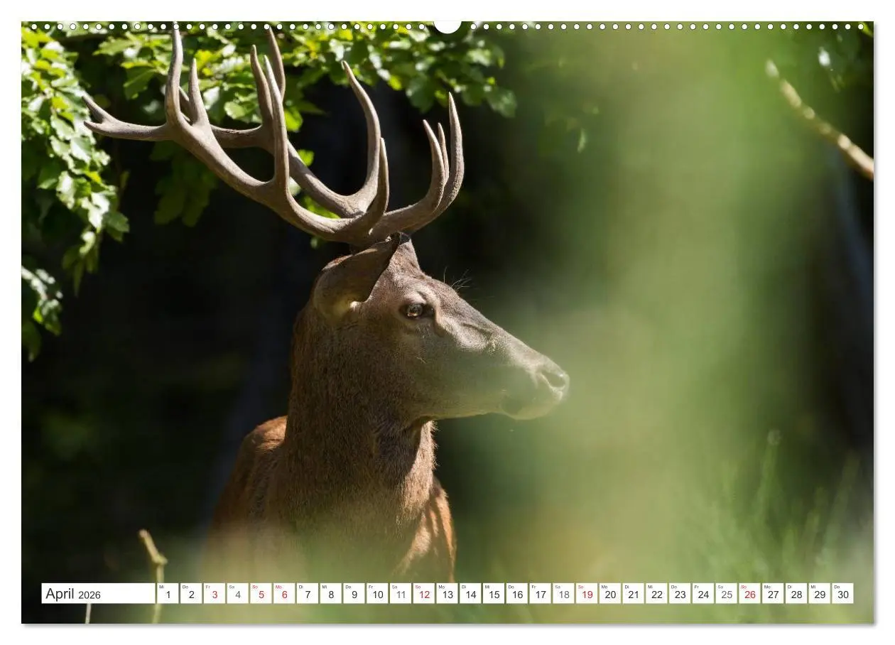 Bild: 9783516229851 | Emotionale Momente: Hirschbrunft (Wandkalender 2026 DIN A2 quer),...