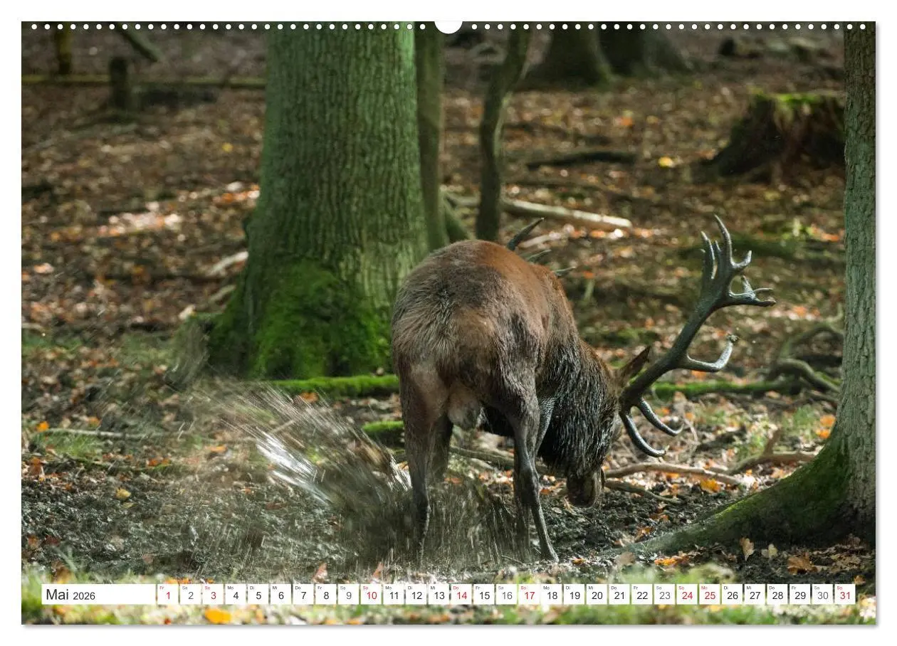 Bild: 9783516229851 | Emotionale Momente: Hirschbrunft (Wandkalender 2026 DIN A2 quer),...