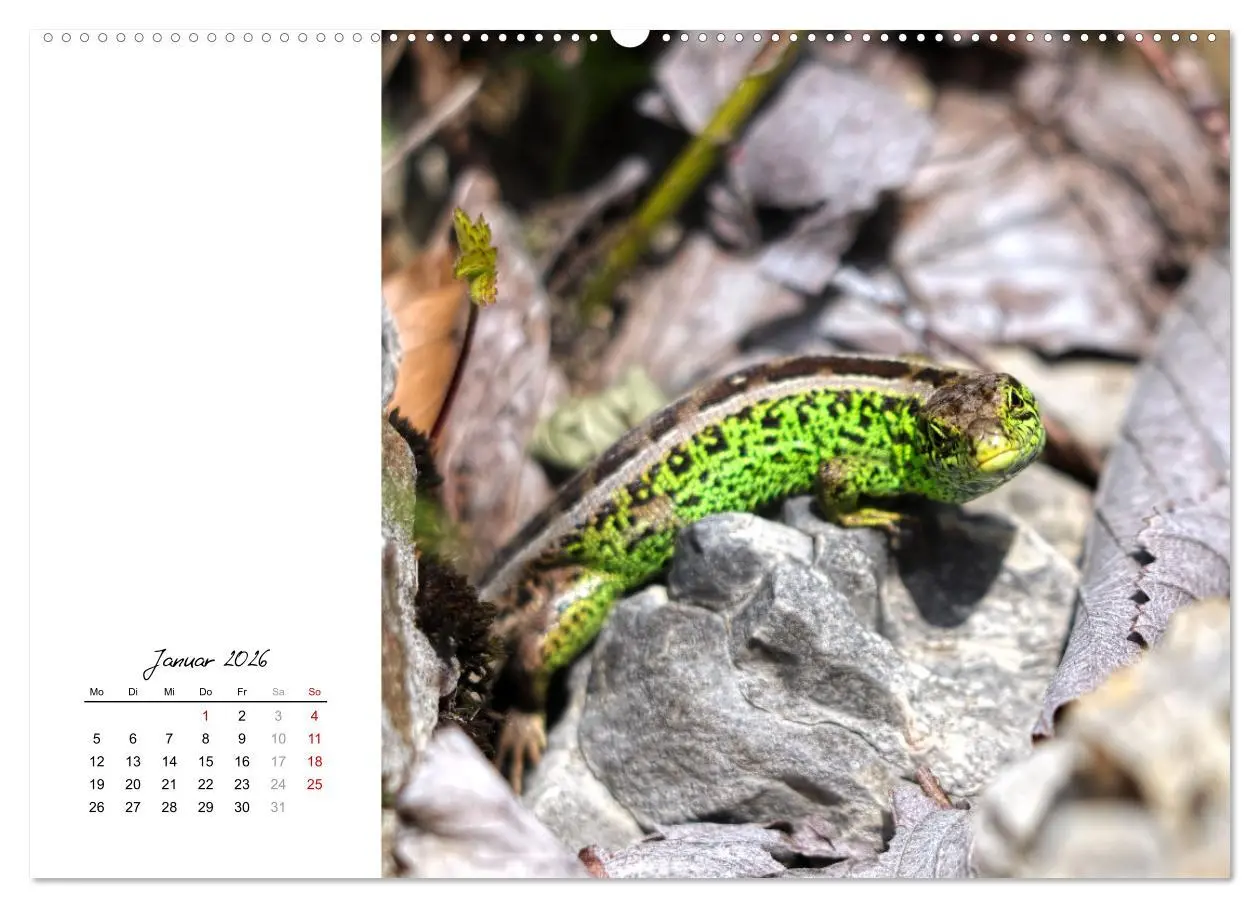 Bild: 9783457439951 | Eidechsen, flinke Räuber (hochwertiger Premium Wandkalender 2026...