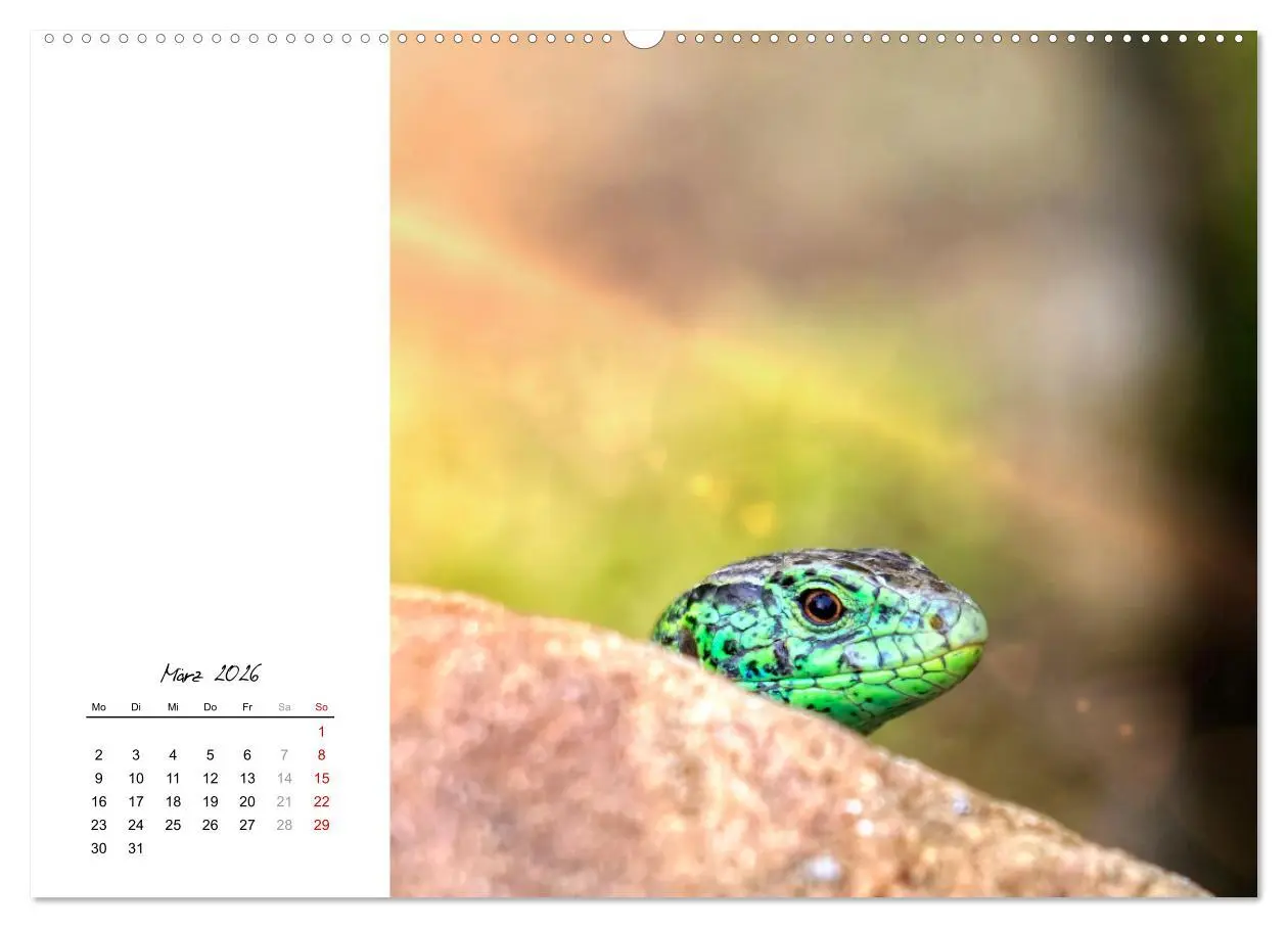 Bild: 9783457439951 | Eidechsen, flinke Räuber (hochwertiger Premium Wandkalender 2026...