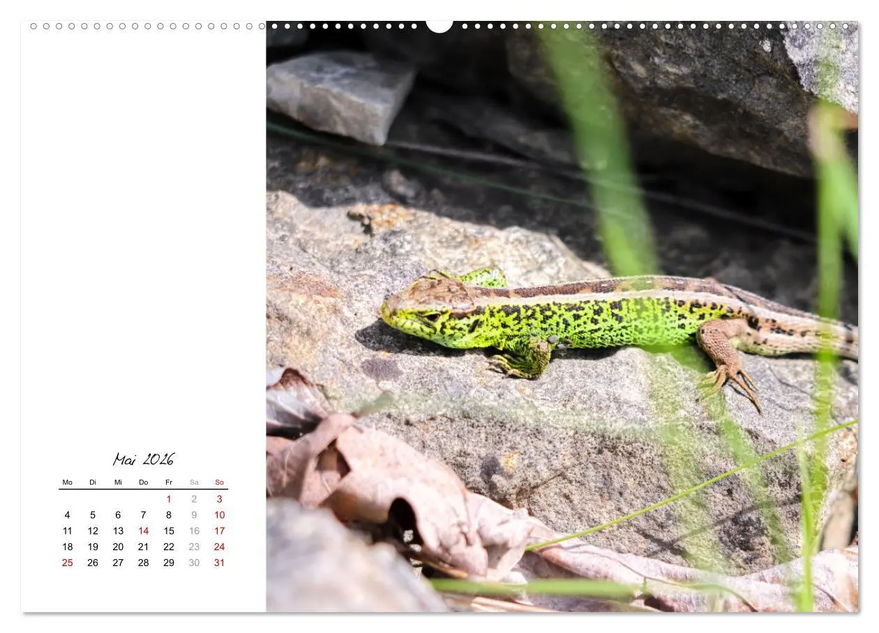 Bild: 9783457439951 | Eidechsen, flinke Räuber (hochwertiger Premium Wandkalender 2026...
