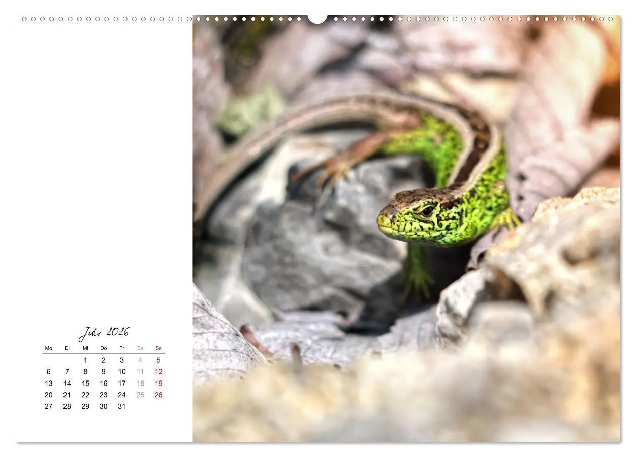 Bild: 9783457439951 | Eidechsen, flinke Räuber (hochwertiger Premium Wandkalender 2026...