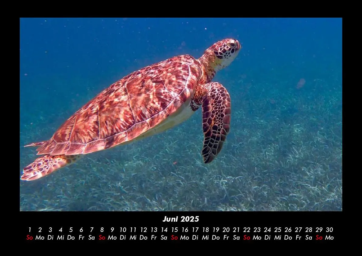 Bild: 9783755979951 | Karibik 2025 Fotokalender DIN A3 | Tobias Becker | Kalender | Deutsch