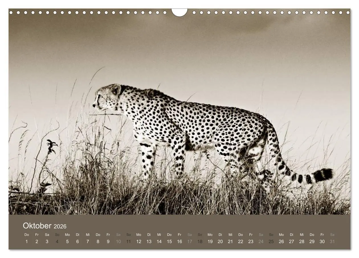 Bild: 9783516190052 | Wildes Afrika (Wandkalender 2026 DIN A3 quer), CALVENDO Monatskalender