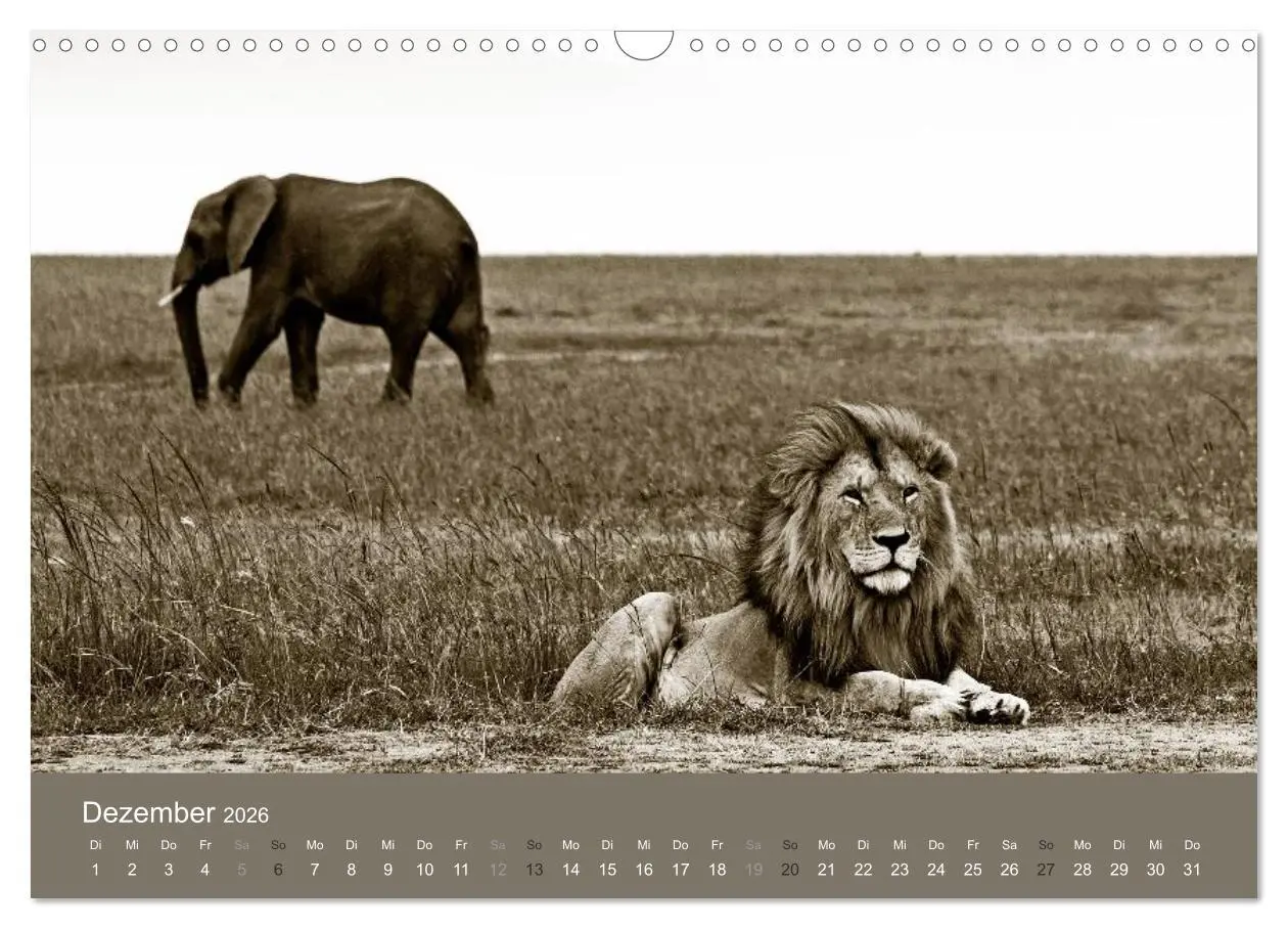 Bild: 9783516190052 | Wildes Afrika (Wandkalender 2026 DIN A3 quer), CALVENDO Monatskalender