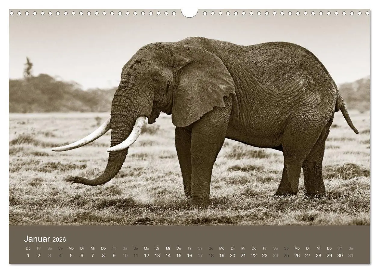 Bild: 9783516190052 | Wildes Afrika (Wandkalender 2026 DIN A3 quer), CALVENDO Monatskalender