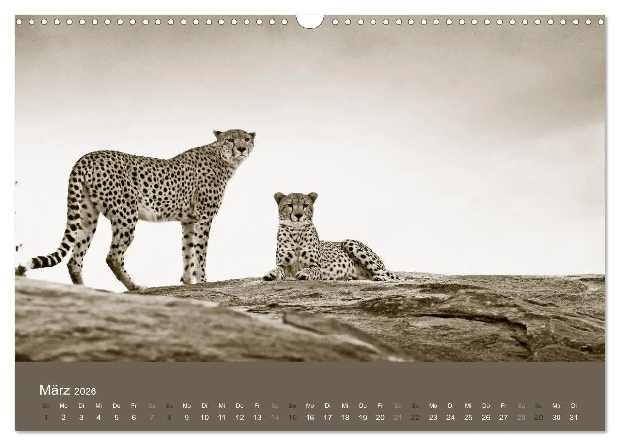 Bild: 9783516190052 | Wildes Afrika (Wandkalender 2026 DIN A3 quer), CALVENDO Monatskalender