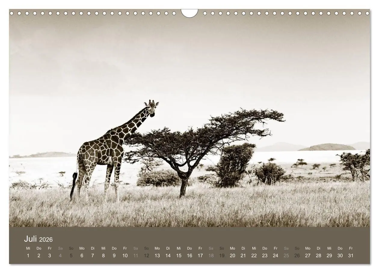 Bild: 9783516190052 | Wildes Afrika (Wandkalender 2026 DIN A3 quer), CALVENDO Monatskalender