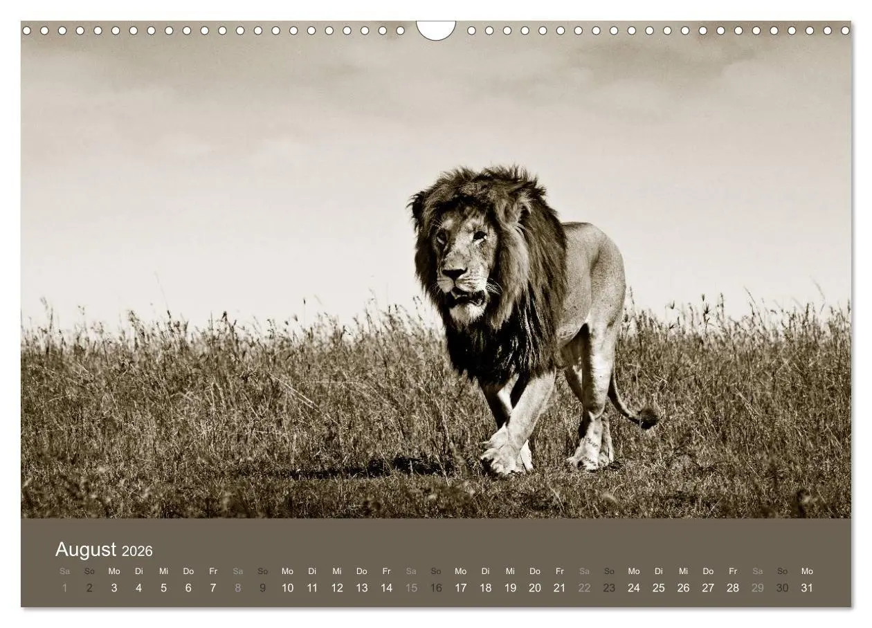 Bild: 9783516190052 | Wildes Afrika (Wandkalender 2026 DIN A3 quer), CALVENDO Monatskalender