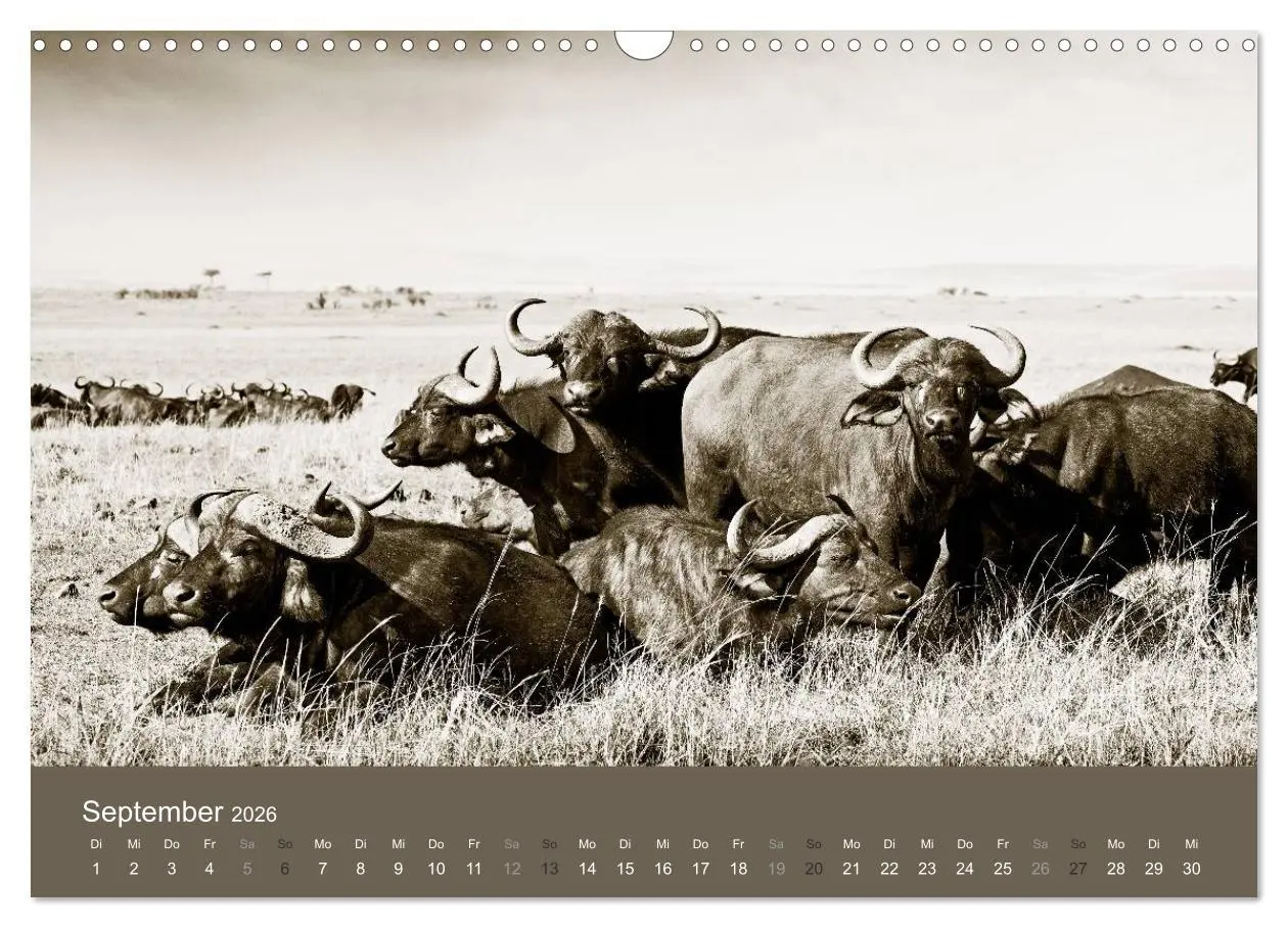 Bild: 9783516190052 | Wildes Afrika (Wandkalender 2026 DIN A3 quer), CALVENDO Monatskalender