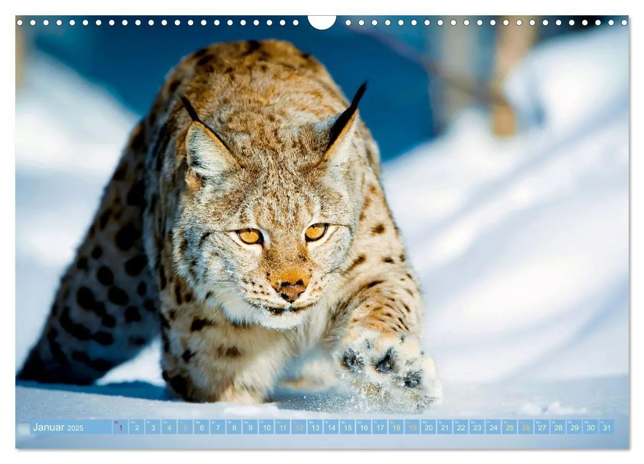 Bild: 9783435070152 | Raubkatzen: Geschmeidige Jäger (Wandkalender 2025 DIN A3 quer),...