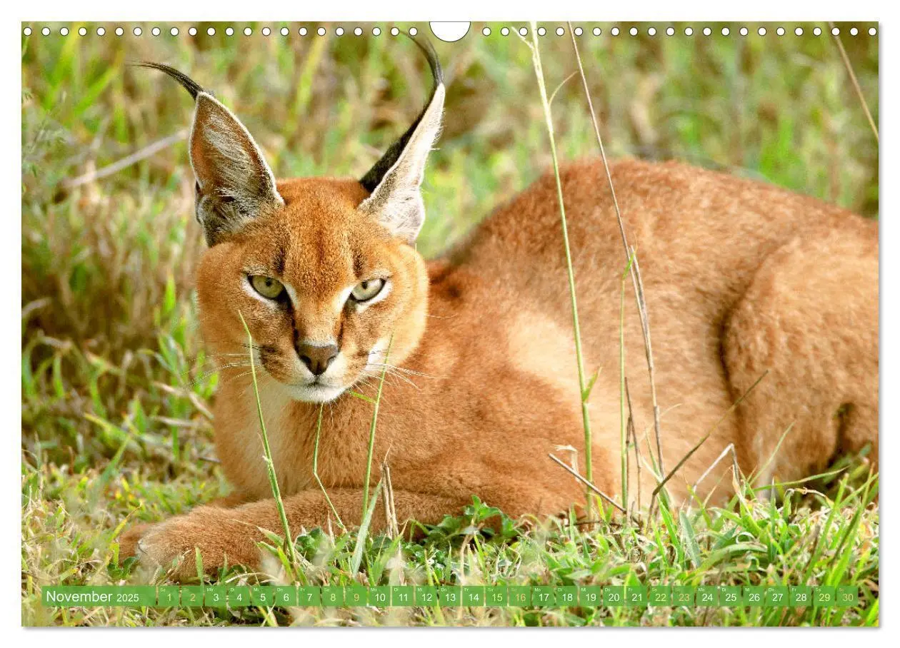 Bild: 9783435070152 | Raubkatzen: Geschmeidige Jäger (Wandkalender 2025 DIN A3 quer),...
