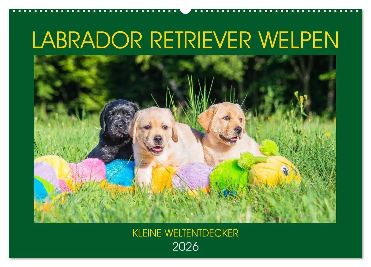 Cover: 9783457780152 | Labrador Retriever Welpen - Kleine Weltentdecker (Wandkalender 2026...