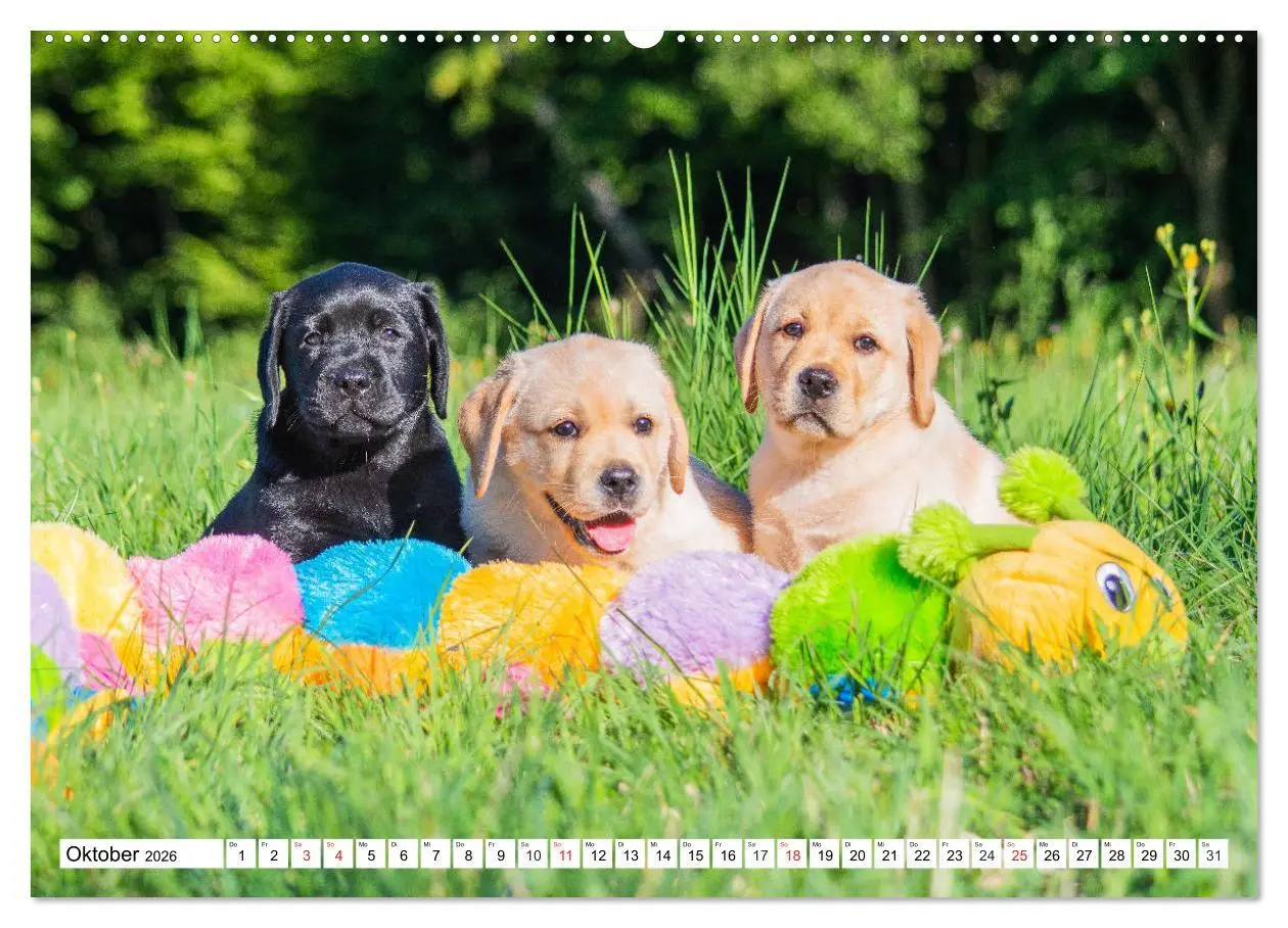 Bild: 9783457780152 | Labrador Retriever Welpen - Kleine Weltentdecker (Wandkalender 2026...