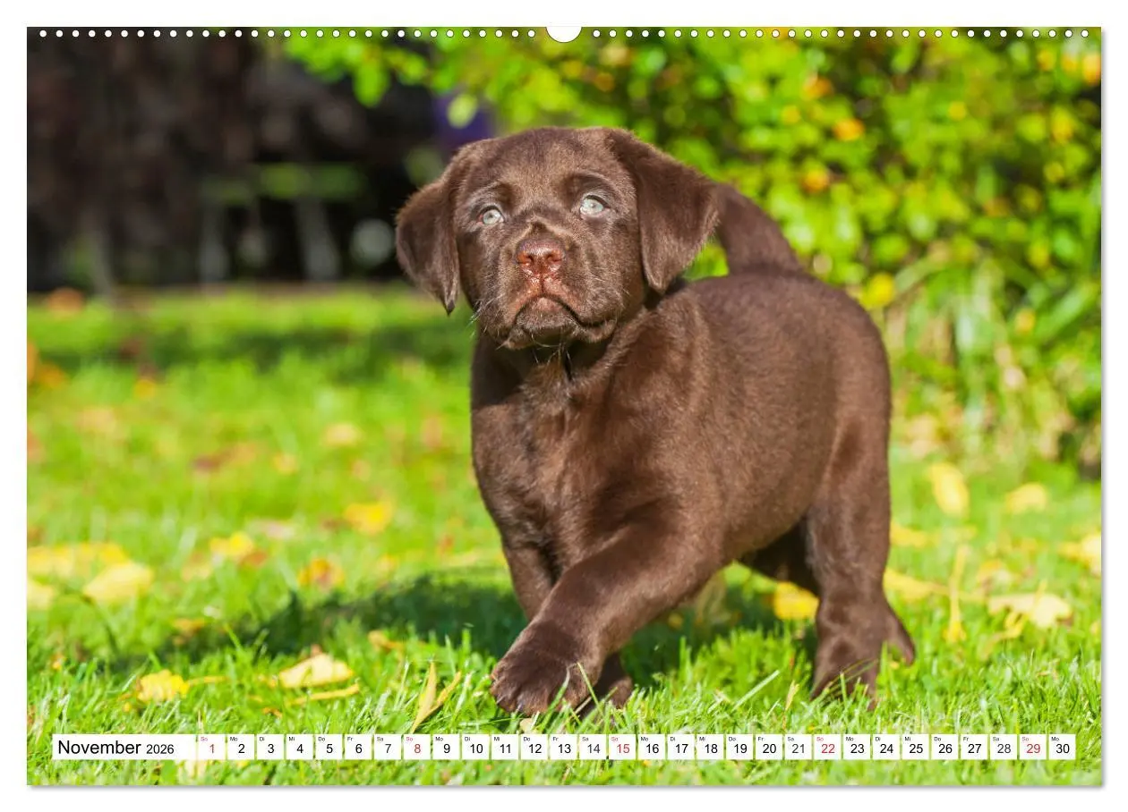 Bild: 9783457780152 | Labrador Retriever Welpen - Kleine Weltentdecker (Wandkalender 2026...