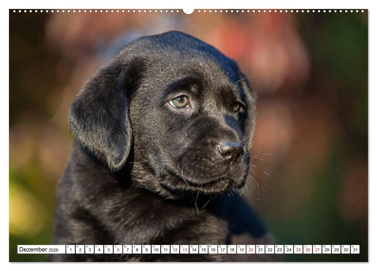 Bild: 9783457780152 | Labrador Retriever Welpen - Kleine Weltentdecker (Wandkalender 2026...