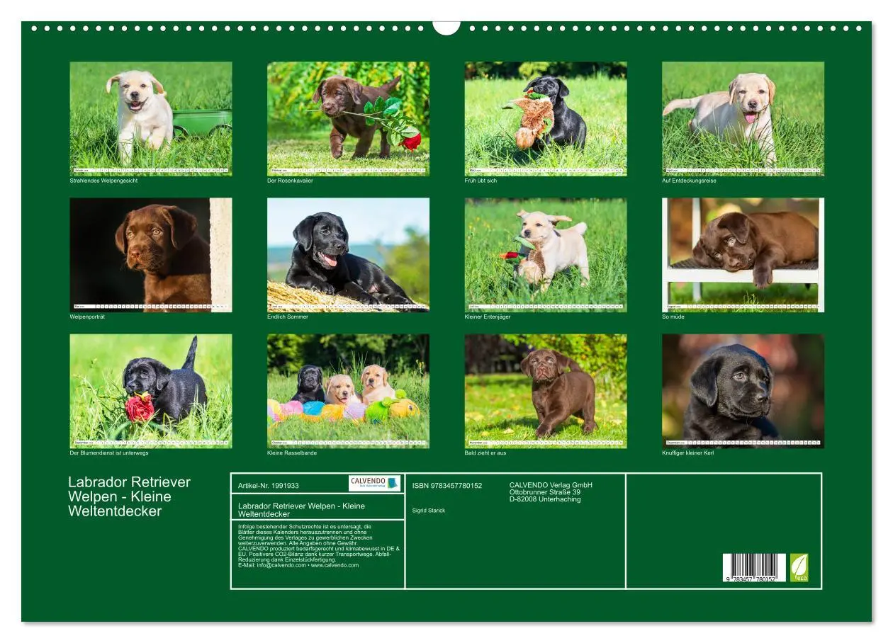 Bild: 9783457780152 | Labrador Retriever Welpen - Kleine Weltentdecker (Wandkalender 2026...