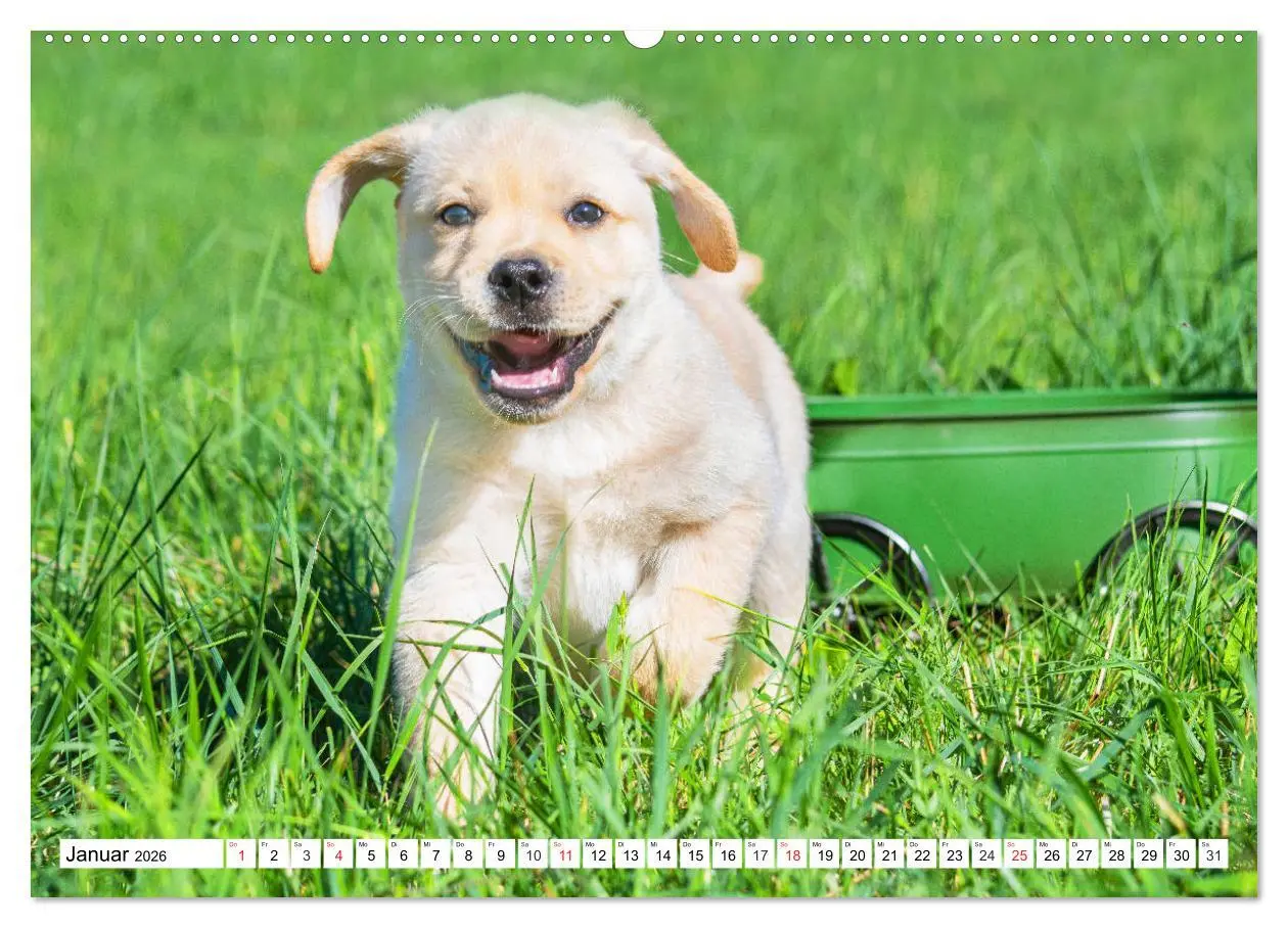 Bild: 9783457780152 | Labrador Retriever Welpen - Kleine Weltentdecker (Wandkalender 2026...