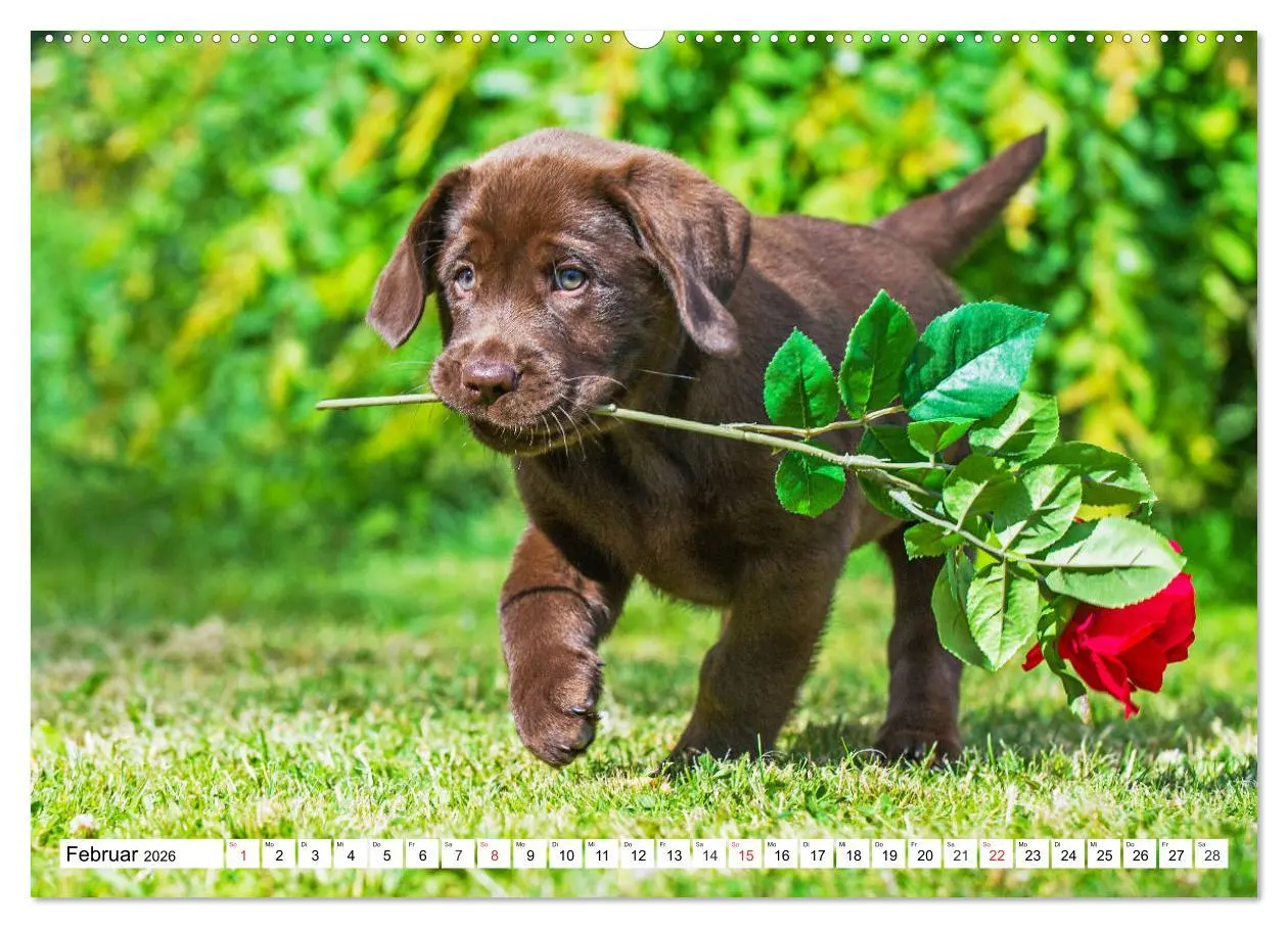 Bild: 9783457780152 | Labrador Retriever Welpen - Kleine Weltentdecker (Wandkalender 2026...