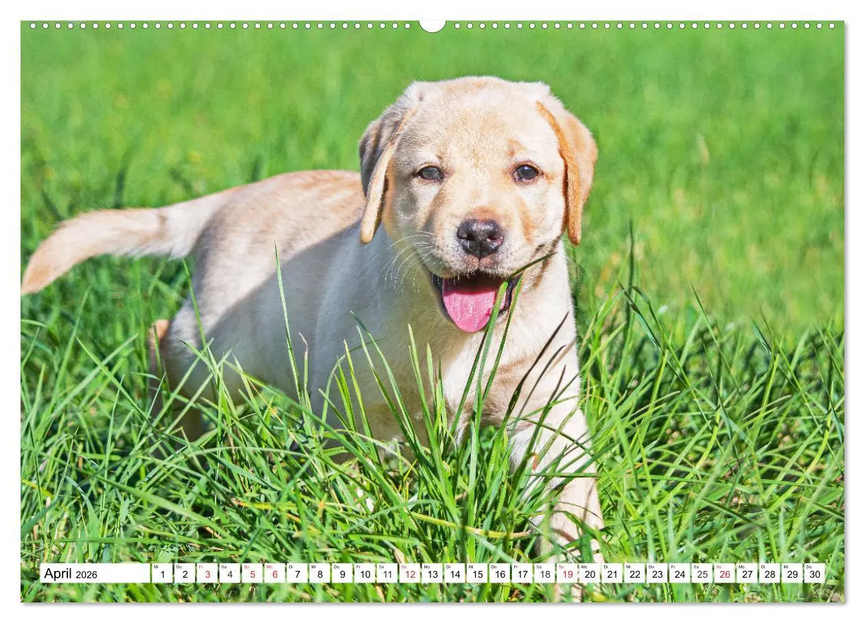 Bild: 9783457780152 | Labrador Retriever Welpen - Kleine Weltentdecker (Wandkalender 2026...