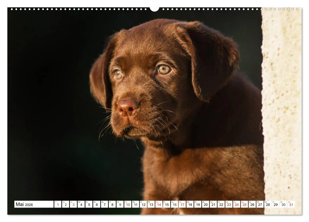 Bild: 9783457780152 | Labrador Retriever Welpen - Kleine Weltentdecker (Wandkalender 2026...