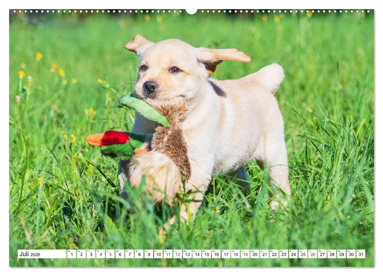 Bild: 9783457780152 | Labrador Retriever Welpen - Kleine Weltentdecker (Wandkalender 2026...