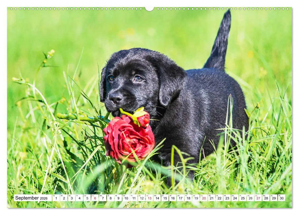 Bild: 9783457780152 | Labrador Retriever Welpen - Kleine Weltentdecker (Wandkalender 2026...