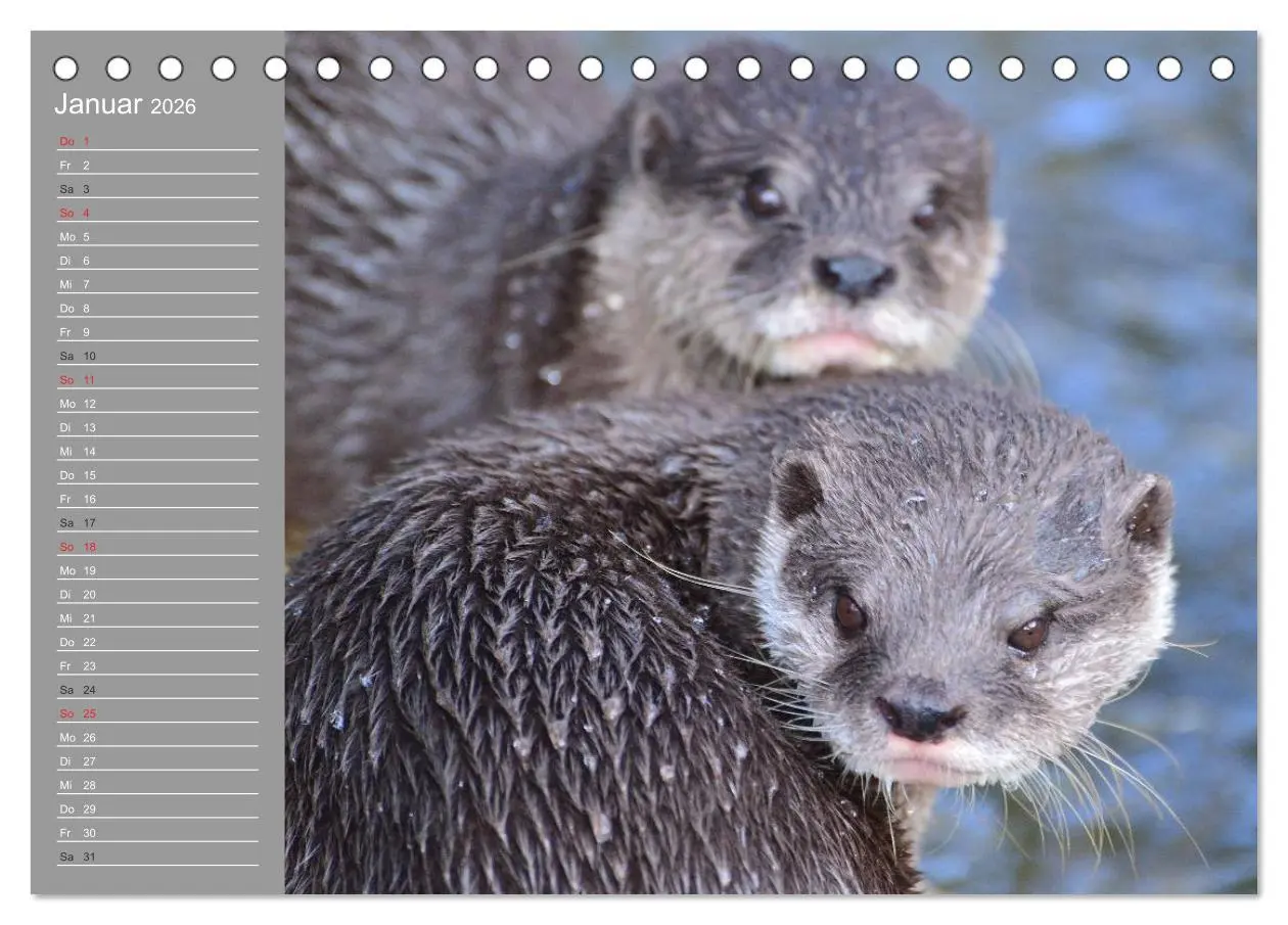 Bild: 9783516010152 | Otter. Frech, laut und clever (Tischkalender 2026 DIN A5 quer),...